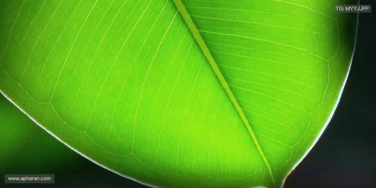 🚀与全球球迷同频，赛事官网点燃你的运动 DNA！